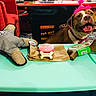 Deedee joined the competition — help win amazing prizes! dog, party_hat, birthday_treat, dog_toy, table, red_chair, arcade_machine, pac_man, carpet, indoor, happy, pet, celebration, smiling, brown_dog, pink, toy, chew_bone, furniture, home