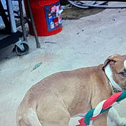 Deedee is registered to the contest to win money with this photo: dog, toy, rope_toy, brown_dog, white_dog, pet, animal, concrete_floor, red_bucket, industrial_equipment, wheel, curious, looking_back, indoor, playful, canine, closeup, medium_sized_dog, collar, background_blur