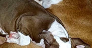Deedee joined the competition — help win amazing prizes! dog, puppy, sleeping, snuggling, brown, white, fur, pet, animal, closeup, resting, cozy, companion, cute, domestic, mammal, cuddle, relaxation, indoors, friendship