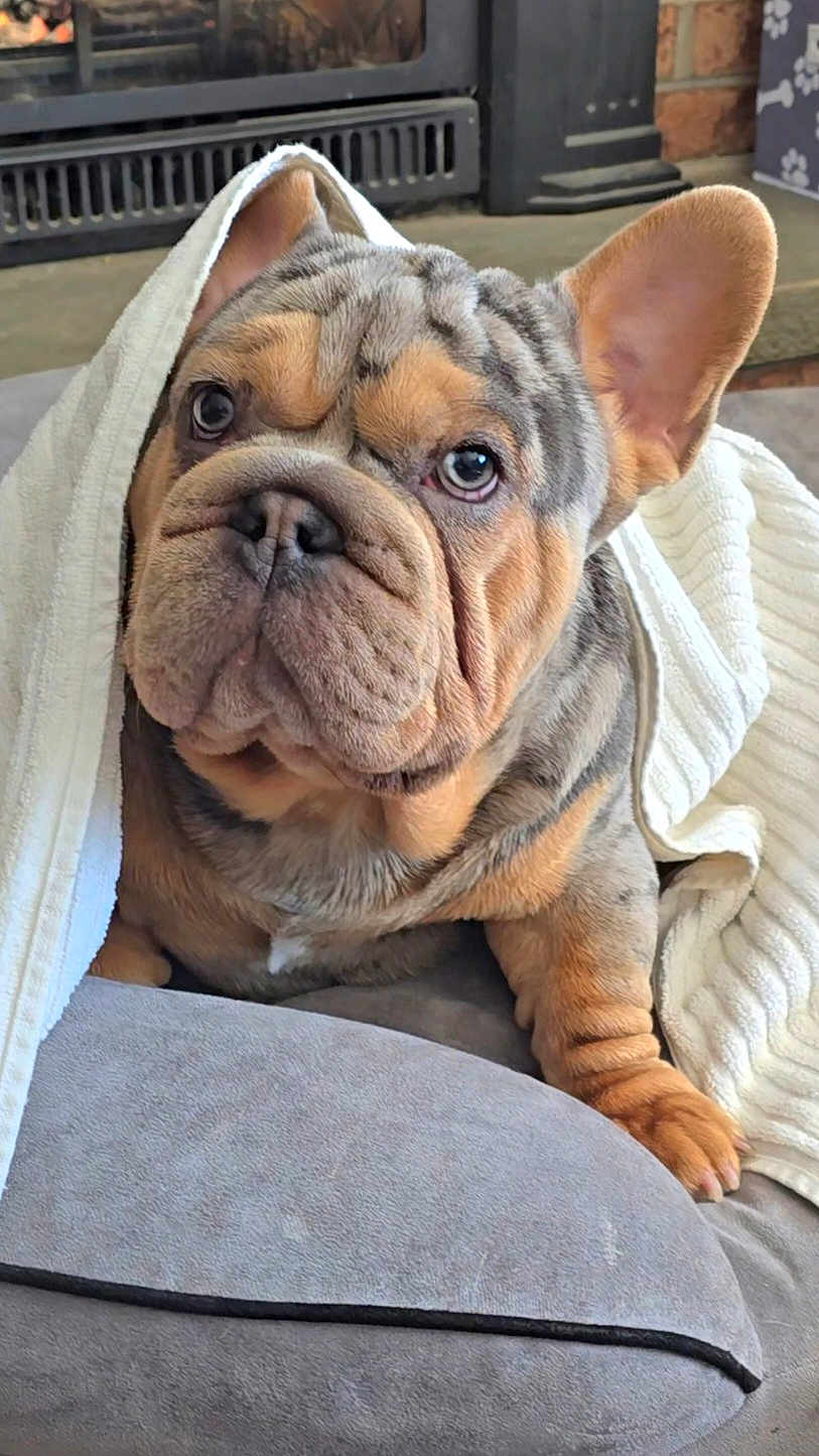 Mortimer is registered to the contest to win money with this photo: dog, french_bulldog, puppy, blanket, cozy, wrinkled_face, ears, nose, eyes, paw, couch, pillow, indoor, pet, portrait, fur, close_up, adorable, resting, fireplace