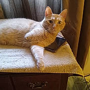 Gemme joined the competition — help win amazing prizes! cat, cord, curtains, drawer, ears, feline, fur, indoor, looking_at_camera, orange_tabby, paw, pet, plug, relaxed, resting, smartphone, table, towel, whiskers, wooden_furniture