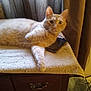 cat, cord, curtains, drawer, ears, feline, fur, indoor, looking_at_camera, orange_tabby, paw, pet, plug, relaxed, resting, smartphone, table, towel, whiskers, wooden_furniture