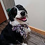 Bella Mae is registered to the contest to win money with this photo: animal, black_and_white, bow_tie, collar, cute, dog, domestic_animal, ears, eyes, floor, fur, happy, indoor, mammal, nose, pet, sitting, smiling, tongue_out, wooden_floor