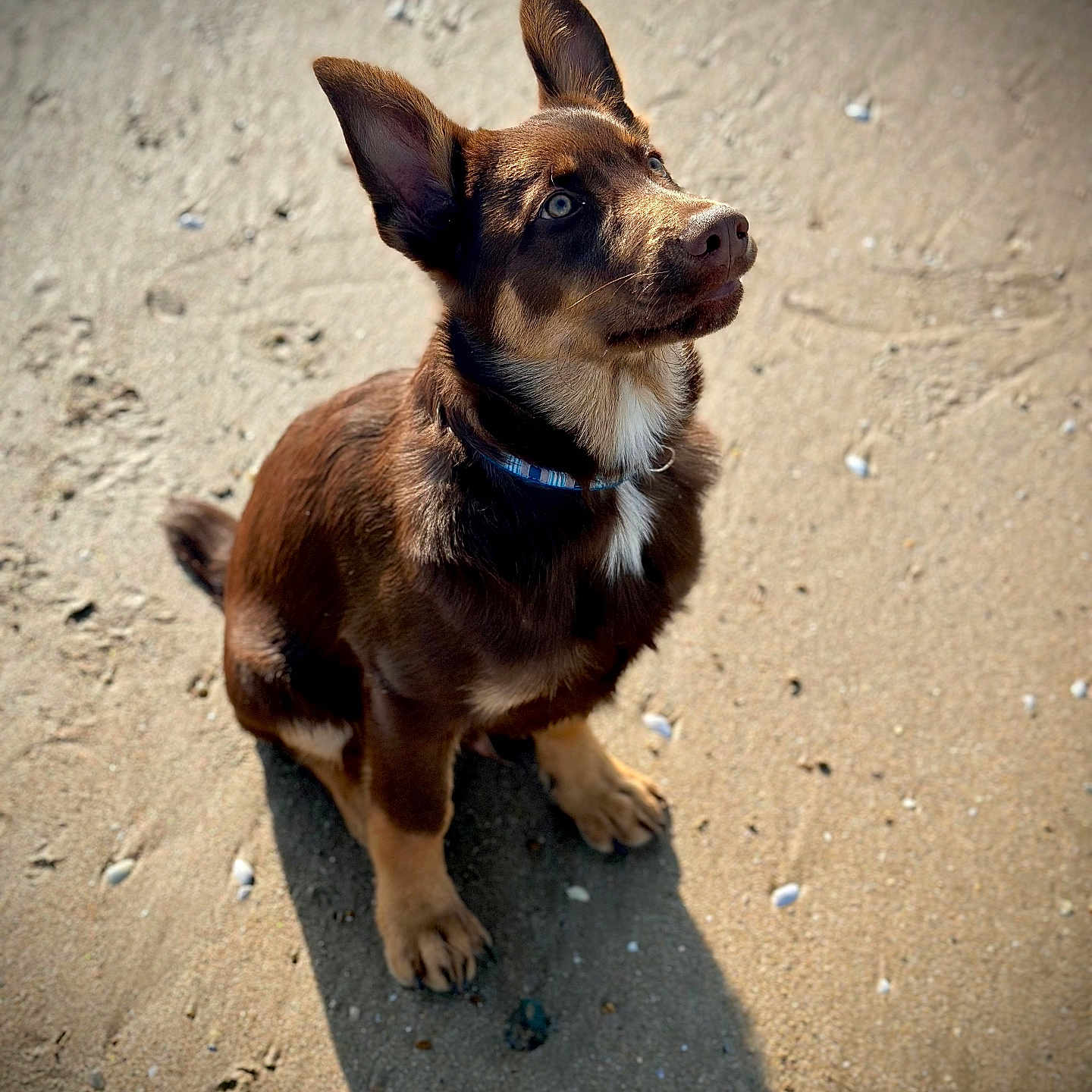 Gucci a rejoint le concours — aidez-le/la à gagner de superbes lots ! accessories, animal, beach, canine, chihuahua, coast, dog, germanshepherd, hound, leash, nature, outdoors, pet, puppy, sand, sea, shoreline, snout, soil, strap