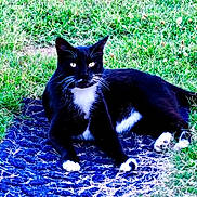 Ari joined the competition — help win amazing prizes! cat, black_cat, white_paws, outdoor, grass, animal, pet, lying_down, nature, greenery, feline, mammal, whiskers, tail, relaxed, daylight, closeup, domestic_cat, ground, quiet