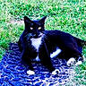 cat, black_cat, white_paws, outdoor, grass, animal, pet, lying_down, nature, greenery, feline, mammal, whiskers, tail, relaxed, daylight, closeup, domestic_cat, ground, quiet