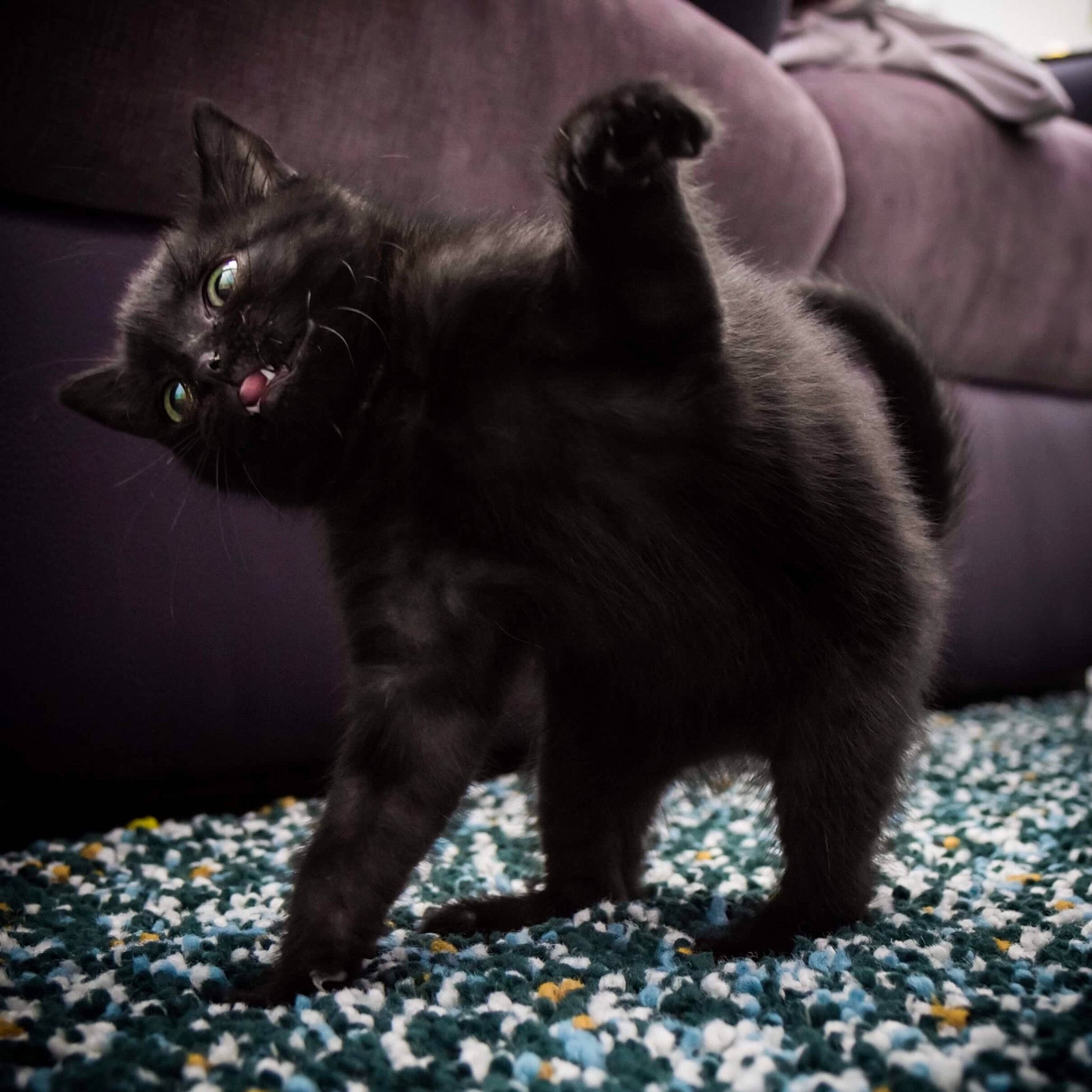 Batou a rejoint le concours — aidez-le/la à gagner de superbes lots ! asian, black_cat, carnivore, cat, domestic_short_haired_cat, fawn, felidae, fur, kitten, kurilian_bobtail, mammal, nebelung, sky, small_to_medium_sized_cats, snout, tail, vertebrate, whiskers