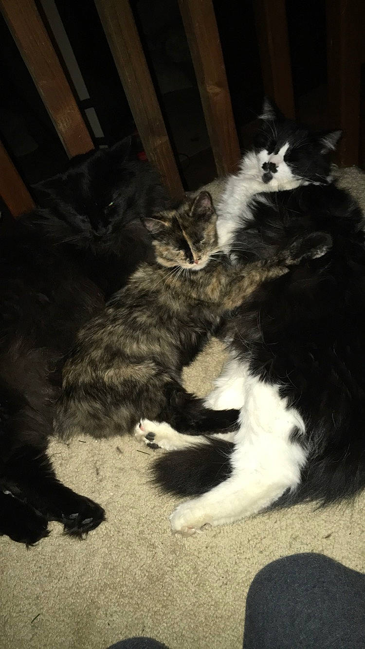 Kibbles is registered to the contest to win money with this photo: canidae, carnivore, cat, claw, comfort, darkness, domestic_short_haired_cat, felidae, fur, monochrome, monochrome_photography, natural_material, night, shadow, small_to_medium_sized_cats, snout, tail, terrestrial_animal, tints_and_shades, whiskers