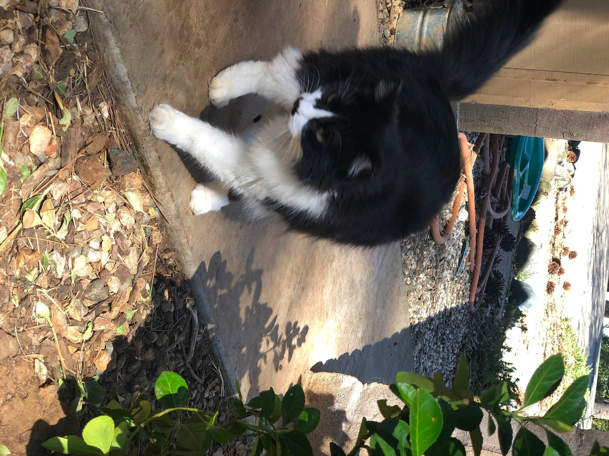 Kibbles joined the competition — help win amazing prizes! fur, grass, livestock, panda, plant, skunk, soil, striped_skunk, tail, terrestrial_animal, tints_and_shades, wildlife, wood