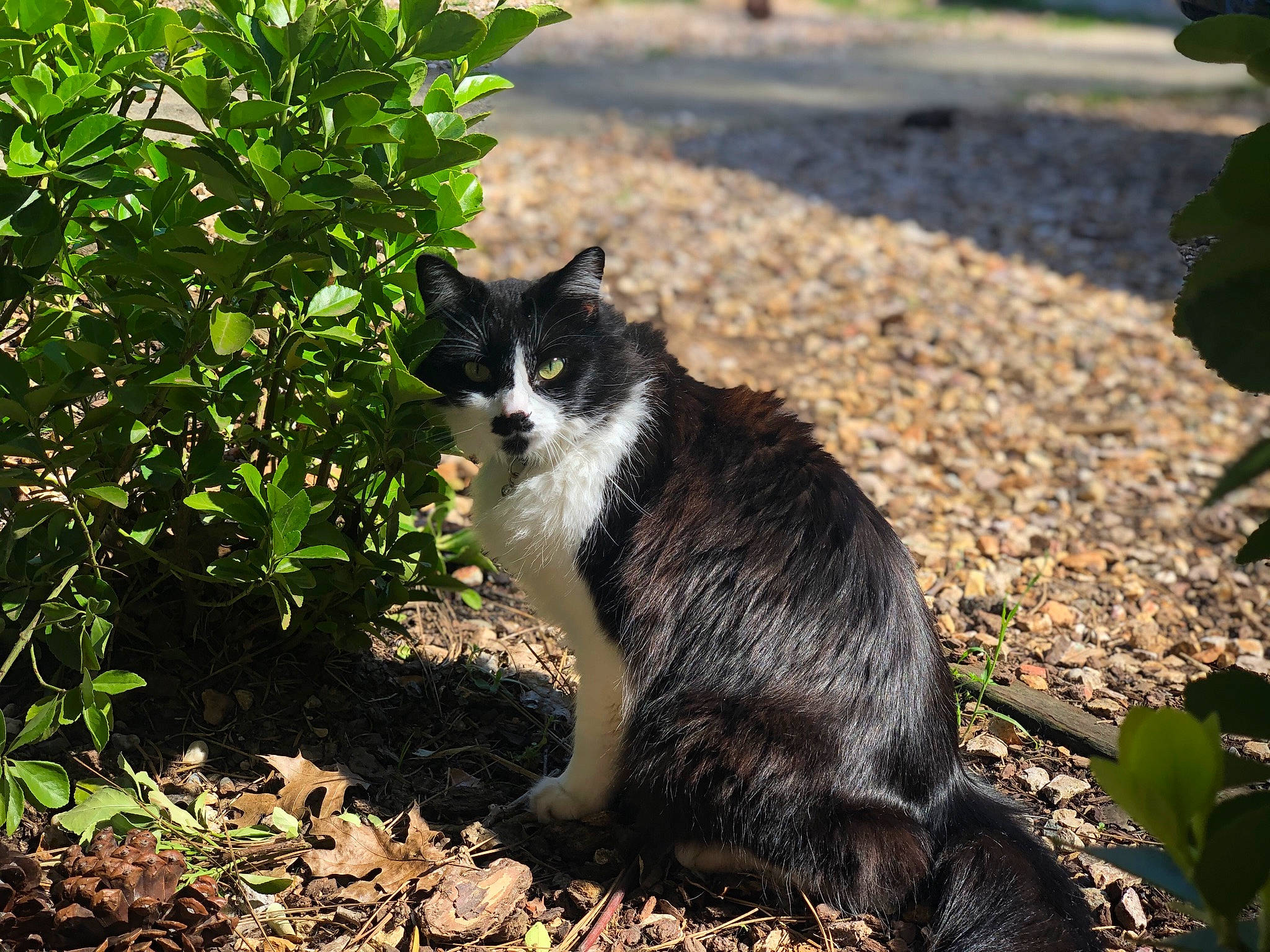 Kibbles joined the competition — help win amazing prizes! carnivore, cat, domestic_short_haired_cat, felidae, fur, garden, grass, groundcover, herb, landscape, plant, shade, shrub, sitting, small_to_medium_sized_cats, snout, soil, tail, terrestrial_animal, whiskers