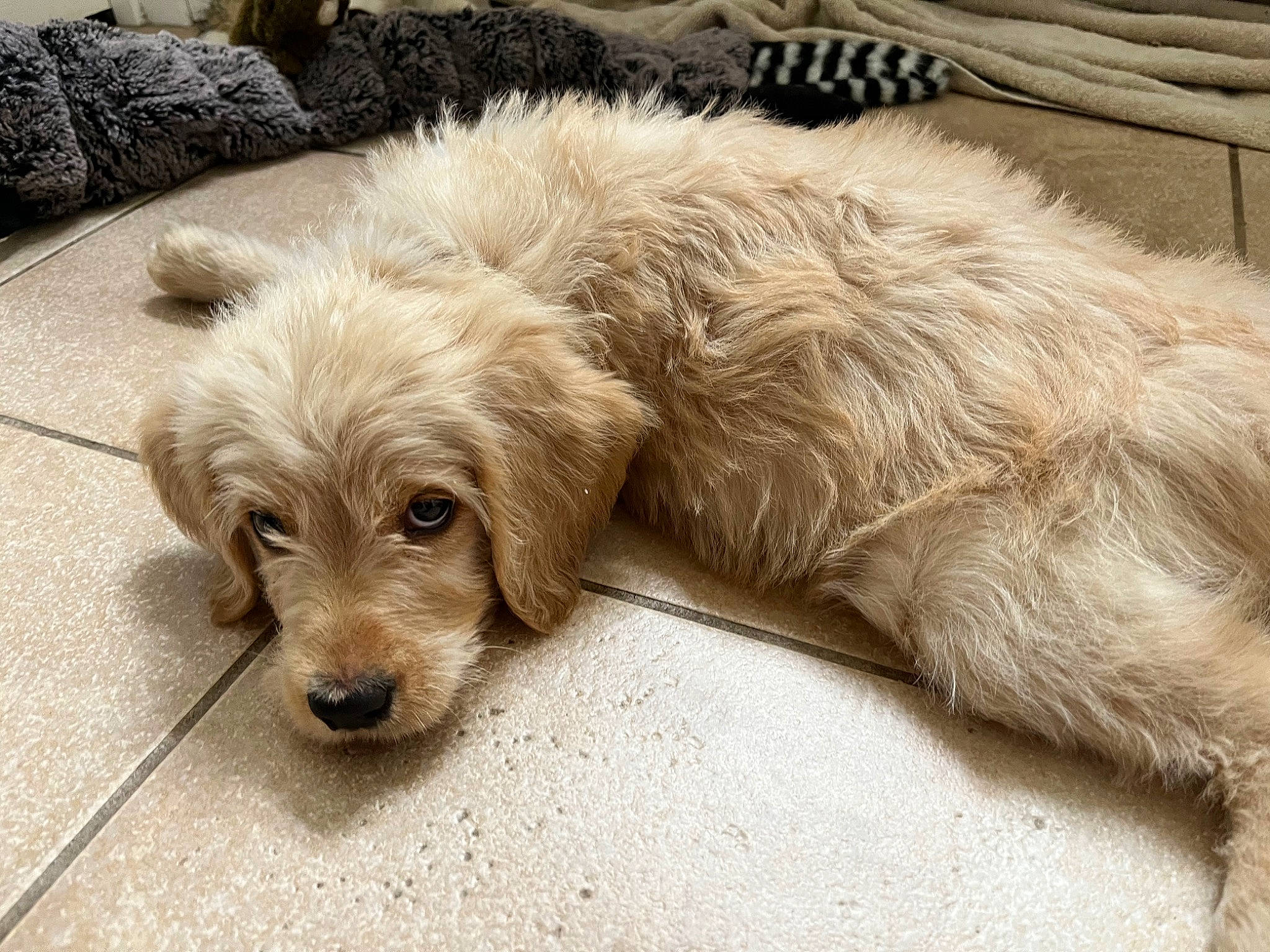 Goose joined the competition — help win amazing prizes! canidae, carnivore, companion_dog, dog, dog_breed, fawn, fur, goldendoodle, liver, paw, poodle_crossbreed, small_terrier, sporting_group, street_dog, tail, terrestrial_animal, terrier, toy_dog, working_animal, working_terrier