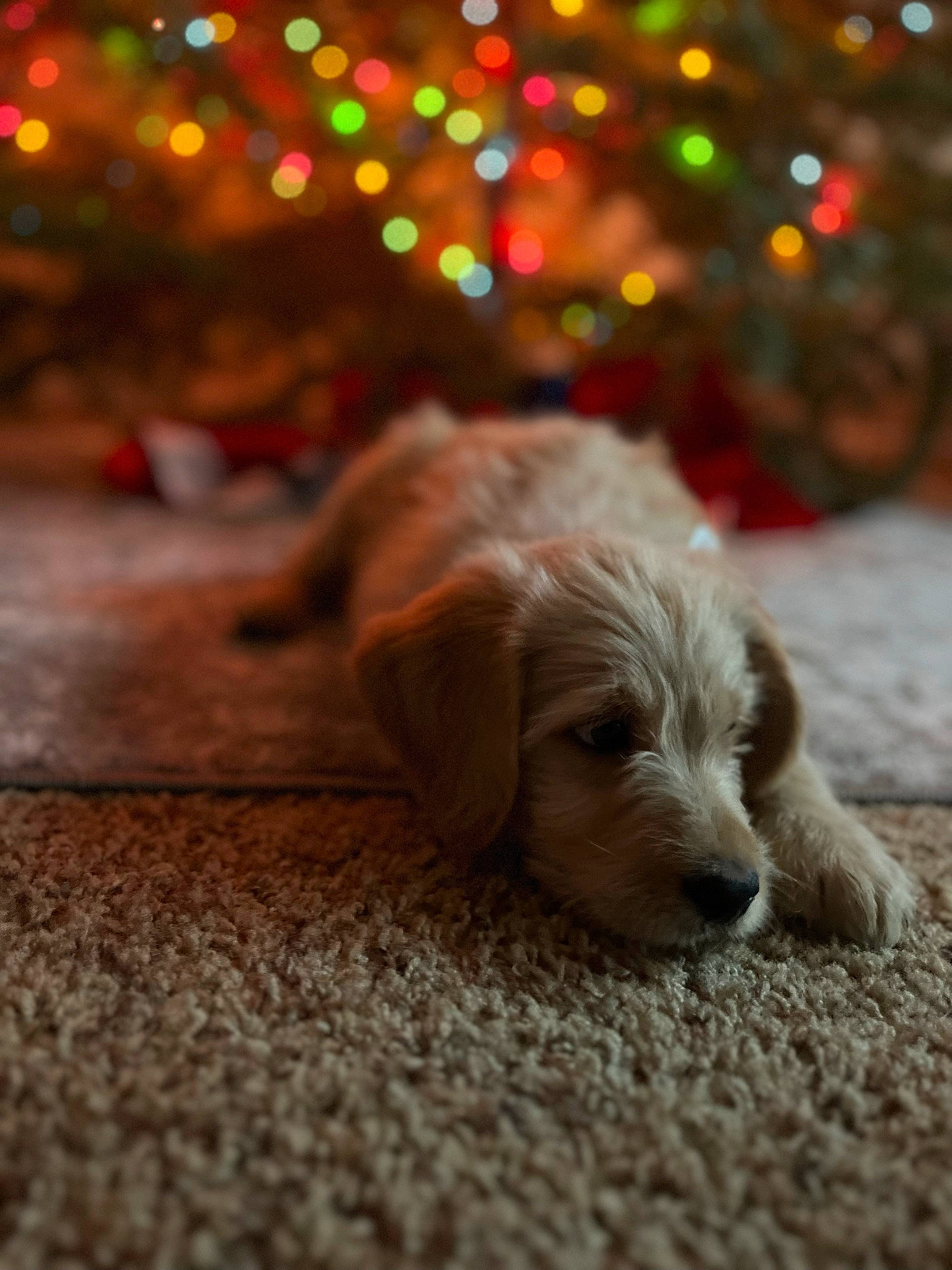 Goose joined the competition — help win amazing prizes! canidae, carnivore, christmas_tree, companion_dog, dog, dog_breed, event, fawn, flooring, fur, gun_dog, hardwood, holiday, liver, paw, retriever, sporting_group, tail, wood, working_animal