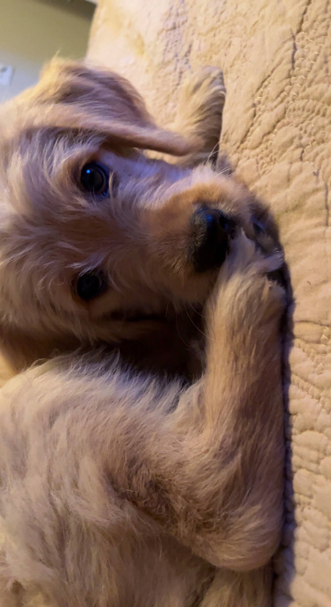 Goose is registered to the contest to win money with this photo: canidae, carnivore, companion_dog, dog, dog_breed, fawn, fur, liver, puppy, small_terrier, snout, sporting_group, terrestrial_animal, terrier, toy_dog, whiskers, working_animal