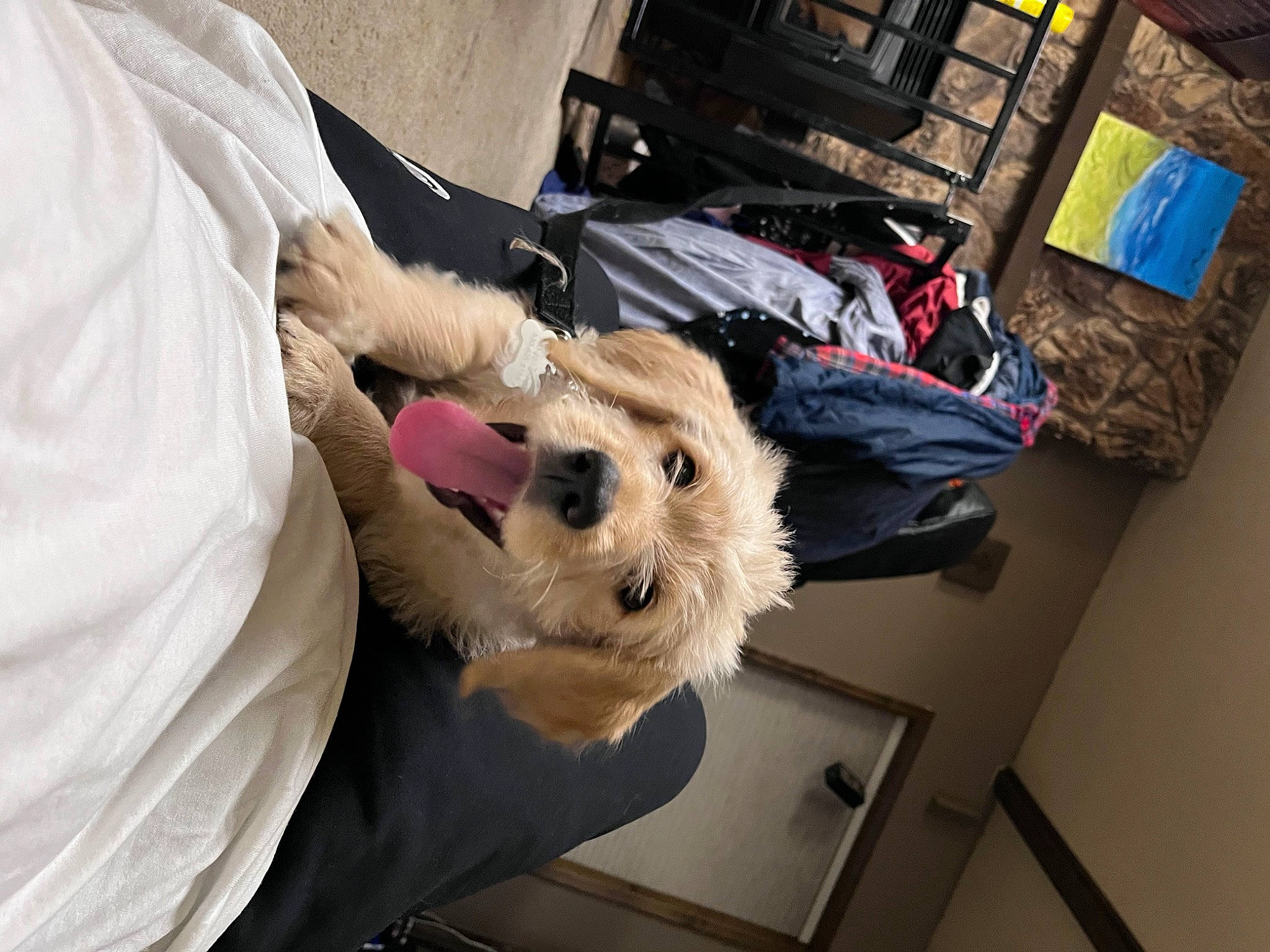 Goose is registered to the contest to win money with this photo: bag, box, canidae, collar, companion_dog, dog, dog_breed, dog_clothes, fawn, fur, lap, non_sporting_group, shipping_box, small_terrier, sporting_group, stuffed_toy, terrier, toy, toy_dog