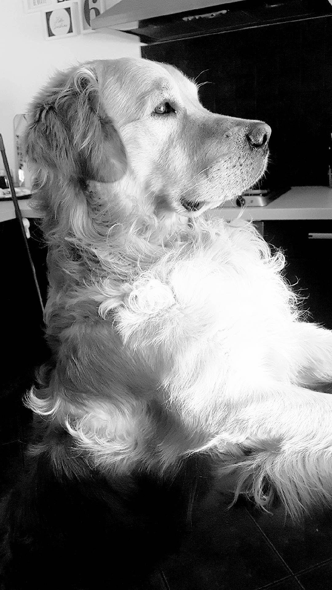 Jackson a rejoint le concours — aidez-le/la à gagner de superbes lots ! black_and_white, canidae, carnivore, companion_dog, dog, dog_breed, fur, golden_retriever, mammal, monochrome, monochrome_photography, photography, rare_breed_dog, retriever, snout, sporting_group, vertebrate, whiskers, white