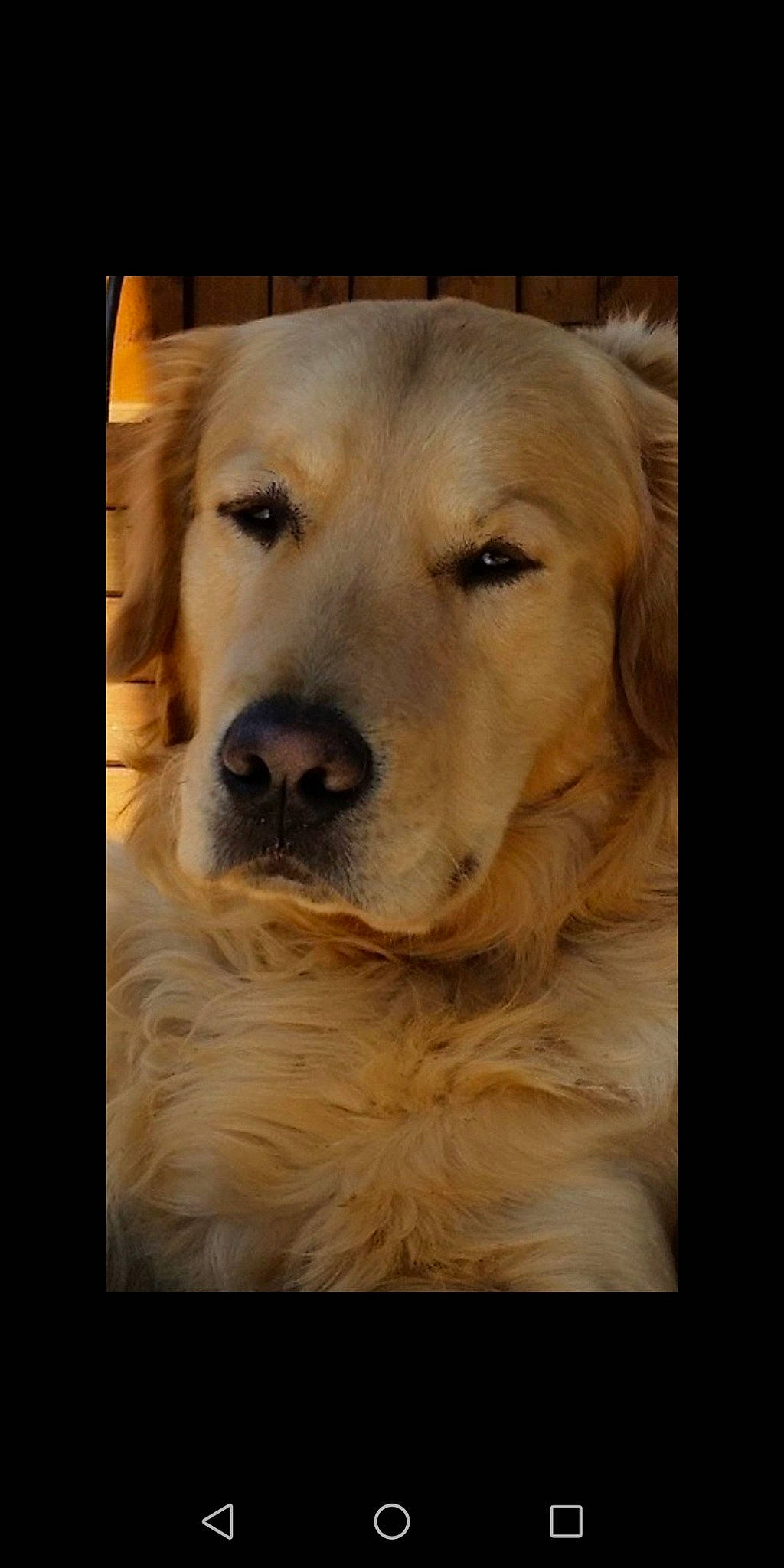 Jackson participe au concours pour gagner de l'argent avec cette photo : art, canidae, carnivore, companion_dog, dog, dog_breed, fawn, flooring, font, fur, golden_retriever, happy, photo_caption, retriever, sky, snout, sporting_group, whiskers, wood, working_animal