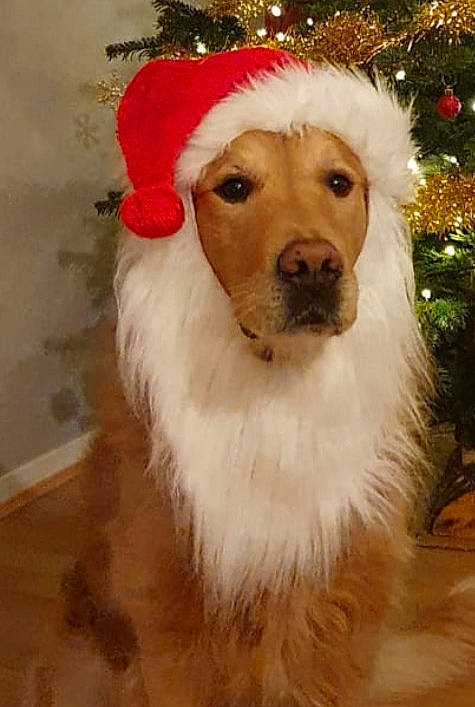 Jackson participe au concours pour gagner de l'argent avec cette photo : canidae, carnivore, christmas, christmas_ornament, companion_dog, dog, dog_breed, event, fawn, fur, hat, holiday, plant, santa_claus, snout, sporting_group, whiskers, winter, wood, working_animal