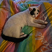 Eva participe au concours pour gagner de l'argent avec cette photo : cat, white_cat, black_spots, lying_down, bed, colorful_blanket, rainbow_colors, stars, indoor, pet, feline, cozy, resting, curious, animal, domestic_cat, cute, relaxed, soft_light, window