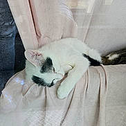 Eva participe au concours pour gagner de l'argent avec cette photo : animal, black_patches, blanket, cat, comfort, cozy, ears, feline, fur, indoor, nap, pet, pink_blanket, relaxed, resting, sleeping, soft, whiskers, white_cat, window_light