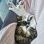 animals, blanket, cat, comfort, companionship, couch, cozy, curled_up, fur, home, indoor, pets, relaxing, resting, sleeping, stretching, sunlight, tabby_cat, white_cat, window