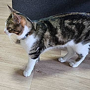 Yuki a rejoint le concours — aidez-le/la à gagner de superbes lots ! cat, tabby_cat, white_paws, collar, pet, indoor, wooden_floor, walking, side_view, feline, domestic_animal, curious, four_legs, ears_up, whiskers, tail_not_visible, striped_fur, household, animal, mammal