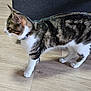 cat, tabby_cat, white_paws, collar, pet, indoor, wooden_floor, walking, side_view, feline, domestic_animal, curious, four_legs, ears_up, whiskers, tail_not_visible, striped_fur, household, animal, mammal