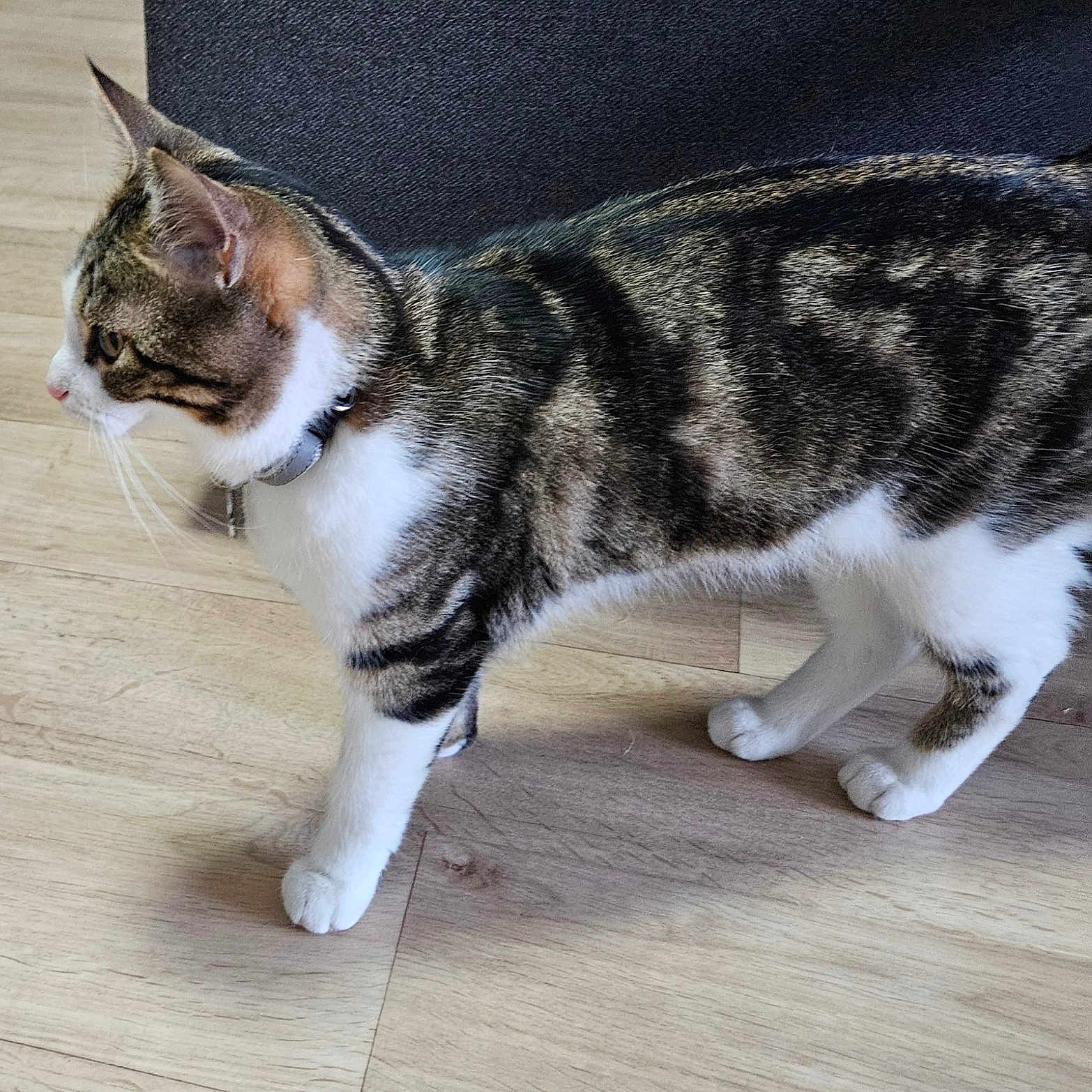 Yuki a rejoint le concours — aidez-le/la à gagner de superbes lots ! animal, cat, collar, curious, domestic_animal, ears_up, feline, four_legs, household, indoor, mammal, pet, side_view, striped_fur, tabby_cat, tail_not_visible, walking, whiskers, white_paws, wooden_floor