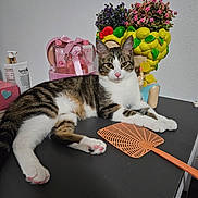 Yuki a rejoint le concours — aidez-le/la à gagner de superbes lots ! animal, cat, cosmetics, eyes, face, flower_pot, flowers, fly_swat, fur, green, indoor, lemon, paw, pet, pink, purple, relaxed, tabby_cat, tabletop, white