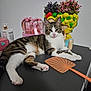 animal, cat, cosmetics, eyes, face, flower_pot, flowers, fly_swat, fur, green, indoor, lemon, paw, pet, pink, purple, relaxed, tabby_cat, tabletop, white