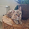 cat, kitten, wooden_table, plant_pot, green_plant, indoor, window_light, curious, spotted_fur, feline, eyes, paws, resting, home_interior, radiator, tile_floor, close_up, texture, natural_light, decor
