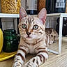 Bahia participe au concours pour gagner de l'argent avec cette photo : cat, green_eyes, striped, stretching, paws, wooden_surface, kitchen, pasta_jar, glass_jars, bottles, domestic, indoor, curious, relaxed, feline, pet, close_up, animal, tabby, home