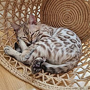 Bahia a rejoint le concours — aidez-le/la à gagner de superbes lots ! cat, sleeping, basket, woven_chair, indoor, wooden_floor, striped_fur, cozy, pet, resting, feline, patterned_fur, domestic_animal, curled_up, relaxing, natural_light, home_interior, cute, quiet, soft_texture