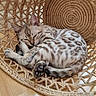 cat, sleeping, basket, woven_chair, indoor, wooden_floor, striped_fur, cozy, pet, resting, feline, patterned_fur, domestic_animal, curled_up, relaxing, natural_light, home_interior, cute, quiet, soft_texture