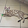 cat, bengal_cat, pet, animal, indoor, floor, tile, playful, resting, fur_pattern, green_eyes, toy, cute, domestic_cat, whiskers, alert, relaxed, mammal, small_ball, tail