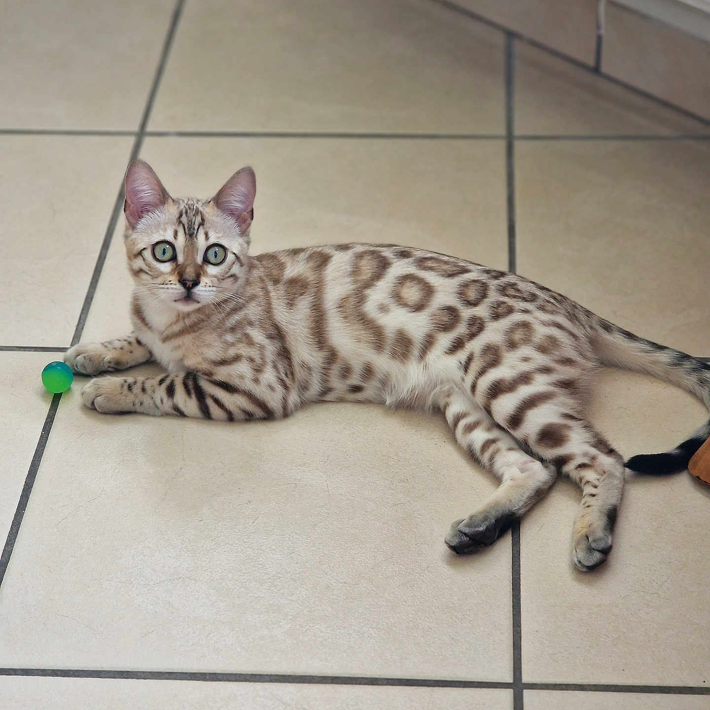 Bahia a rejoint le concours — aidez-le/la à gagner de superbes lots ! cat, bengal_cat, pet, animal, indoor, floor, tile, playful, resting, fur_pattern, green_eyes, toy, cute, domestic_cat, whiskers, alert, relaxed, mammal, small_ball, tail