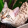Bahia a rejoint le concours — aidez-le/la à gagner de superbes lots ! cat, spotted_cat, plant, cactus, greenery, eyes, pet, animal, curious, whiskers, ears, indoor, closeup, feline, nature, container, leaf, cute, mammal, young_cat