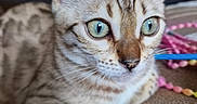 Bahia participe au concours pour gagner de l'argent avec cette photo : cat, close_up, green_eyes, spotted, alert, whiskers, ears, feline, pet, indoor, brown_surface, texture, toy, colorful, playful, animal, cute, young_cat, focus, portrait