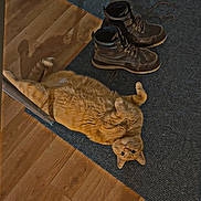 Arlo joined the competition — help win amazing prizes! cat, orange_cat, boots, shoes, rug, hardwood_floor, floor, pet, indoor, chonky, belly_up, paw, whiskers, eyes, domestic_animal, cozy, entrance_way, footwear, relaxed, home