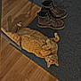 cat, orange_cat, boots, shoes, rug, hardwood_floor, floor, pet, indoor, chonky, belly_up, paw, whiskers, eyes, domestic_animal, cozy, entrance_way, footwear, relaxed, home
