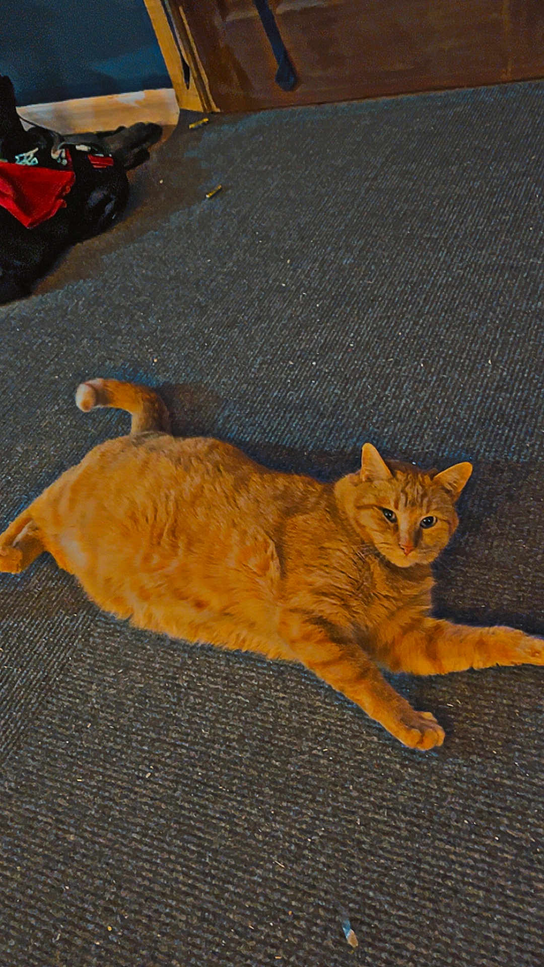 Arlo is registered to the contest to win money with this photo: cat, orange_cat, ginger_cat, pet, indoor, carpet, textured_floor, lying_down, relaxed, chubby_cat, fur, whiskers, tail, eyes, face, home_interior, bag, clothing, wooden_cabinet, baseboard