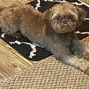 Brownie is registered to the contest to win money with this photo: dog, brown_dog, pet, indoor, carpet, rug, wooden_floor, flooring, laying_down, small_dog, fur, canine, animal, domestic_animal, portrait, face, expression, home, cozy, timestamp