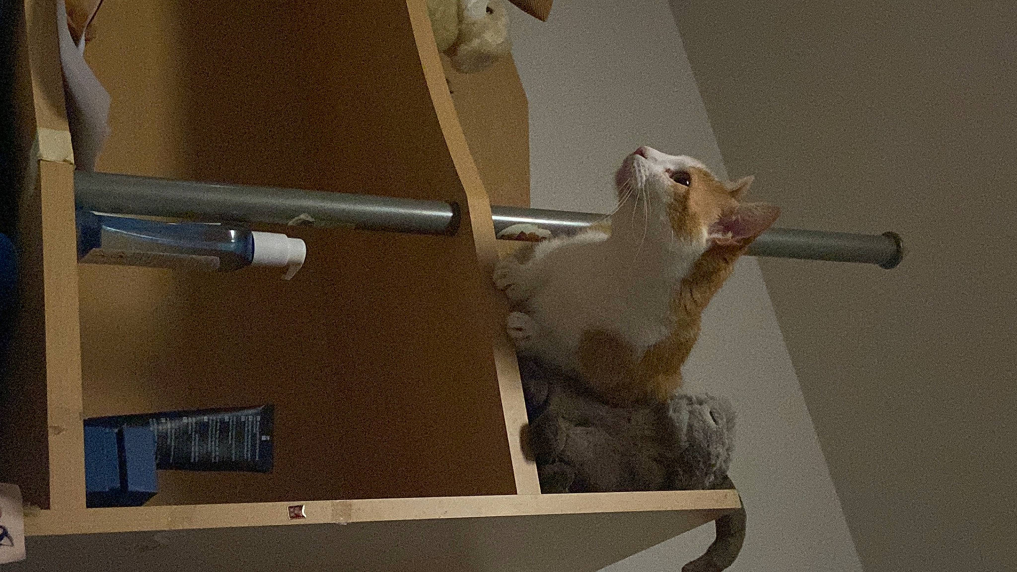 Belle participe au concours pour gagner de l'argent avec cette photo : art, ceiling, fawn, felidae, machine, metal, paper, plaster, room, sculpture, small_to_medium_sized_cats, stairs, tail, terrestrial_animal, visual_arts, wood