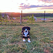 Maya participe au concours pour gagner de l'argent avec cette photo : animal, canine, clouds, countryside, dog, farm, fence, field, grass, landscape, nature, outdoor, pasture, pet, plants, rural, sky, sunlight, sunset, tree