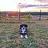 animal, canine, clouds, countryside, dog, farm, fence, field, grass, landscape, nature, outdoor, pasture, pet, plants, rural, sky, sunlight, sunset, tree