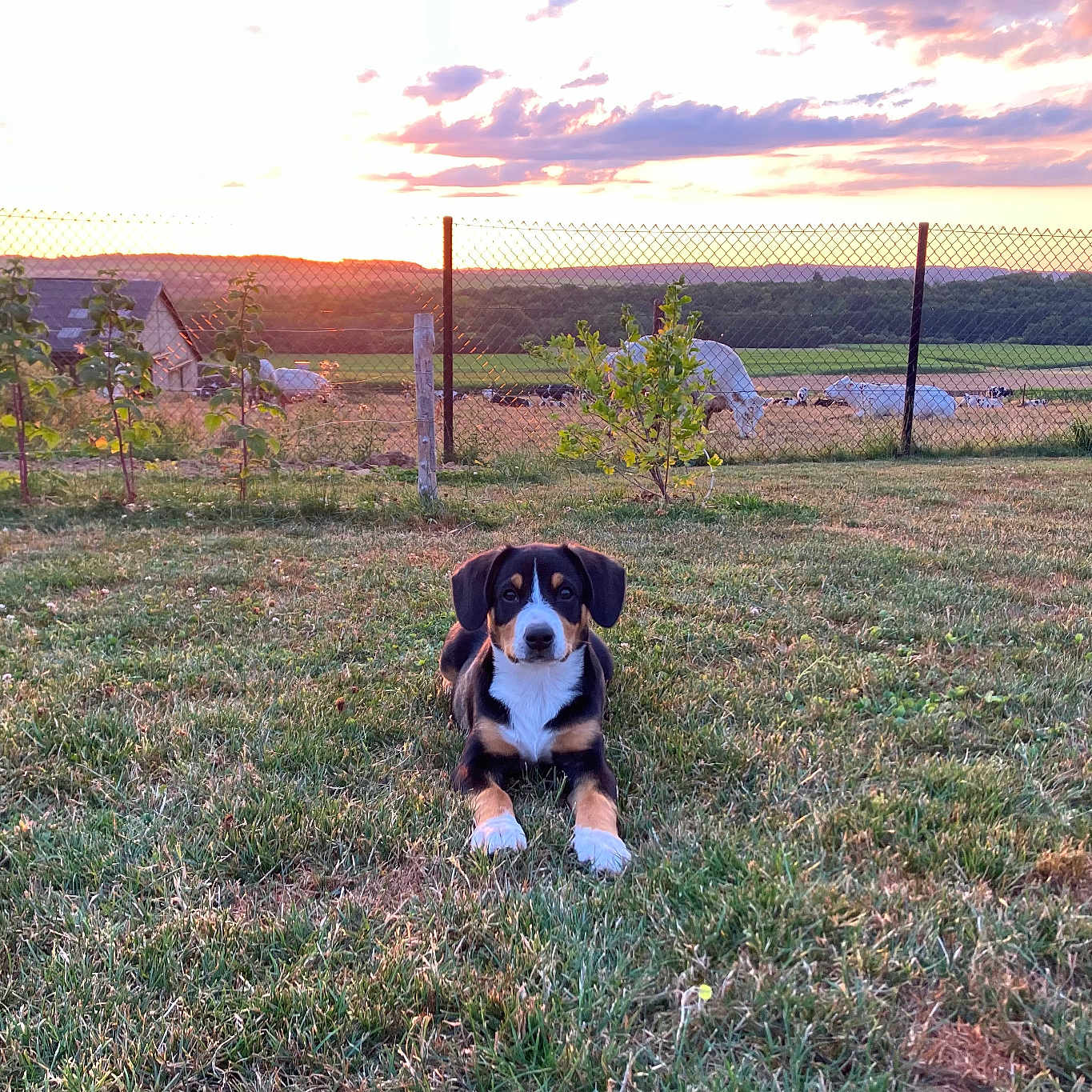 Maya