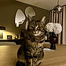 cat, tabby_cat, feline, pet, table, vase, flowers, lamp, mirror, curtains, indoor, wooden_table, decor, home_interior, furniture, portrait, sitting, brown, cozy, domestic_animal