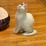 Petey joined the competition — help win amazing prizes! animal, cat, clean, cozy, curious, domestic_cat, feline, flooring, fur, home, indoor, kitten, pet, pet_bed, quiet, side_view, sitting, white_cat, wooden_floor, young_cat