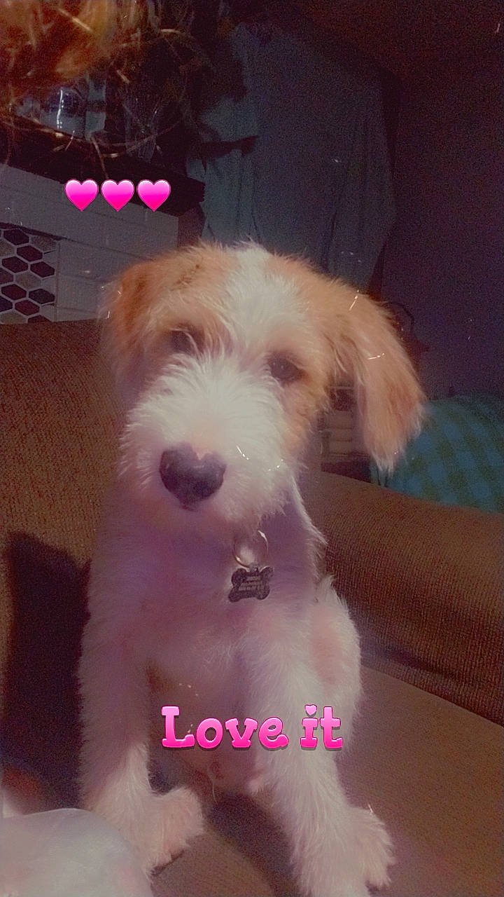 Doobie joined the competition — help win amazing prizes! canidae, carnivore, cloud, companion_dog, dog, dog_breed, eyewear, fang, fur, labradoodle, non_sporting_group, paw, puppy, puppy_love, small_terrier, sporting_group, terrier, toy_dog, working_animal