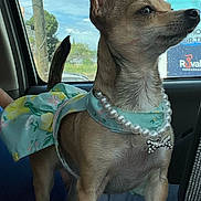 Chispita is registered to the contest to win money with this photo: dog, small_dog, chihuahua, pet, clothing, necklace, pearl_necklace, car_interior, window, sky, daylight, urban, person_arm, tail, ears, fur, cute, standing, accessory, animal