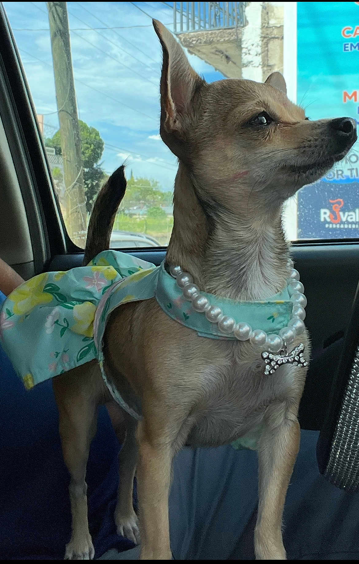 Chispita is registered to the contest to win money with this photo: dog, small_dog, chihuahua, pet, clothing, necklace, pearl_necklace, car_interior, window, sky, daylight, urban, person_arm, tail, ears, fur, cute, standing, accessory, animal